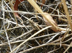 Phaulacridium marginale