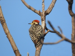 Leiopicus mahrattensis