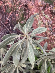 Eriodictyon tomentosum