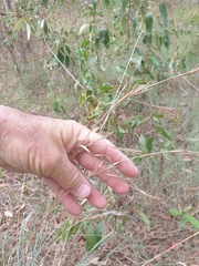 Cymbopogon refractus