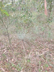 Cymbopogon refractus