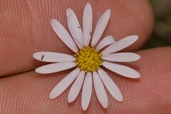 Brachyscome nova-anglica