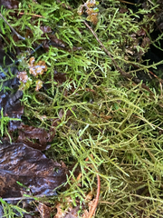 Rhytidiadelphus loreus