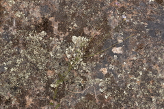 Brachyscome nova-anglica