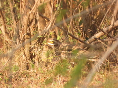Burhinus indicus