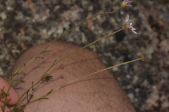 Brachyscome nova-anglica