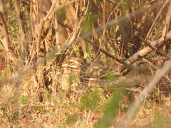 Burhinus indicus