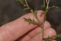 Brachyscome nova-anglica