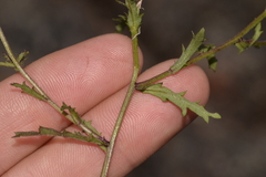 Brachyscome nova-anglica