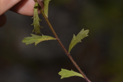 Brachyscome nova-anglica