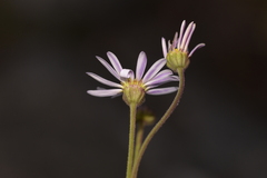 Brachyscome nova-anglica