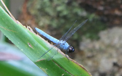 Brachydiplax duivenbodei