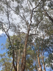 Eucalyptus seeana