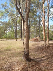 Eucalyptus seeana