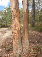 Eucalyptus seeana
