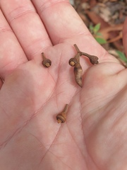 Eucalyptus seeana