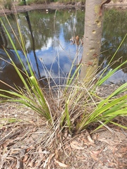 Dianella brevipedunculata