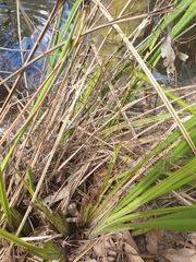 Dianella brevipedunculata