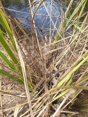 Dianella brevipedunculata