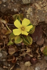 Oxalis megalorrhiza