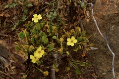 Oxalis megalorrhiza