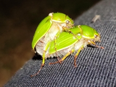 Stethaspis suturalis