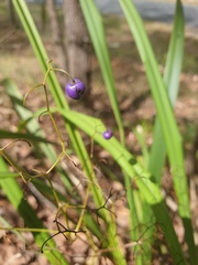 Dianella brevipedunculata