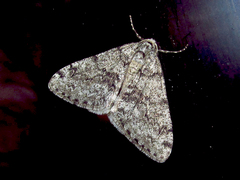 Phigalia denticulata