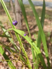 Dianella brevipedunculata