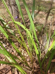 Dianella brevipedunculata