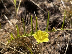 Xenostegia tridentata