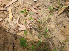 Sphaeromorphaea australis