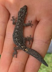 Christinus marmoratus