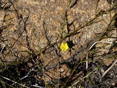 Xenostegia tridentata