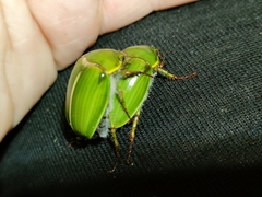 Stethaspis suturalis