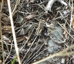 Phaulacridium marginale