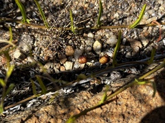 Xenostegia tridentata