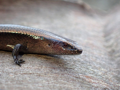 Lampropholis caligula