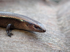 Lampropholis caligula