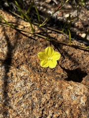 Xenostegia tridentata