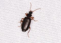 Dromius