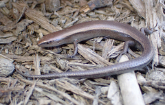 Lampropholis caligula