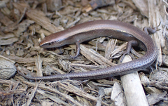 Lampropholis caligula