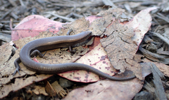 Lampropholis caligula