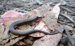 Lampropholis caligula