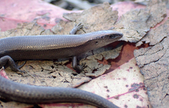 Lampropholis caligula