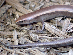 Lampropholis caligula