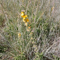 Agrimonia bracteata