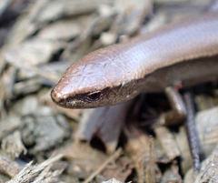 Lampropholis caligula