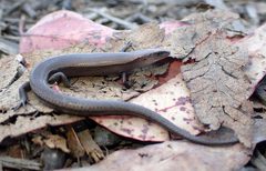 Lampropholis caligula